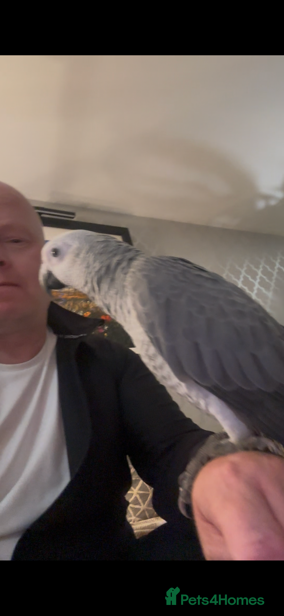 Parrots birds for sale: Baby African grey - Image 2