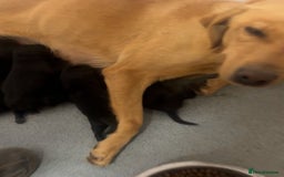 Borador dogs for sale: 🐶 Labrador x Border Collie Puppies – Ready Now!  - Image 17