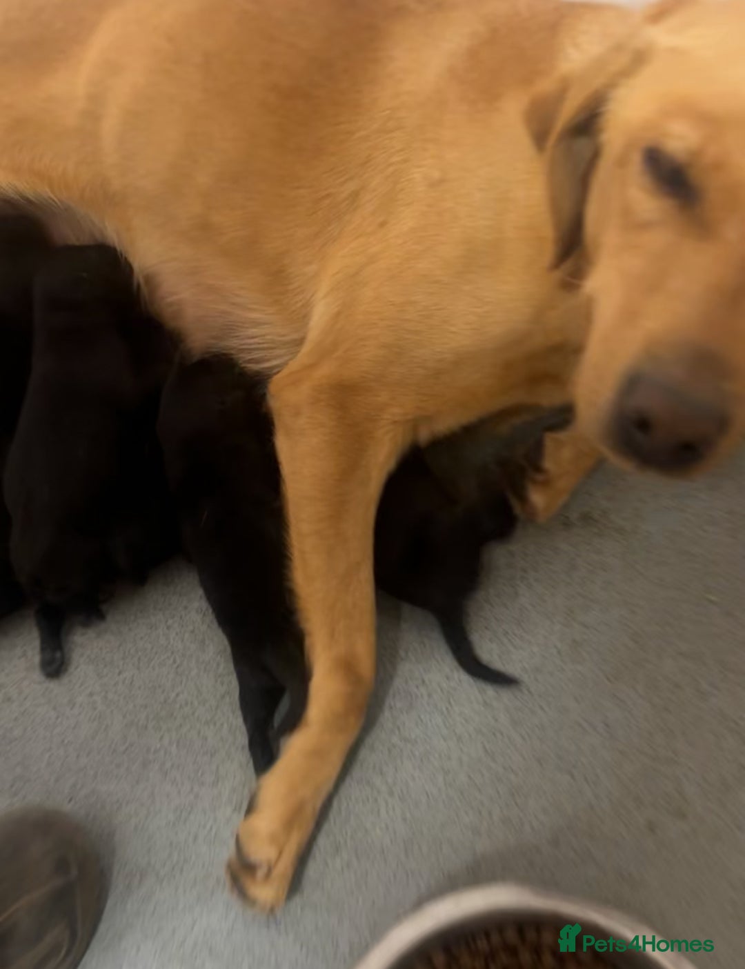 Borador dogs for sale: 🐶 Labrador x Border Collie Puppies – Ready Now!  - Image 17