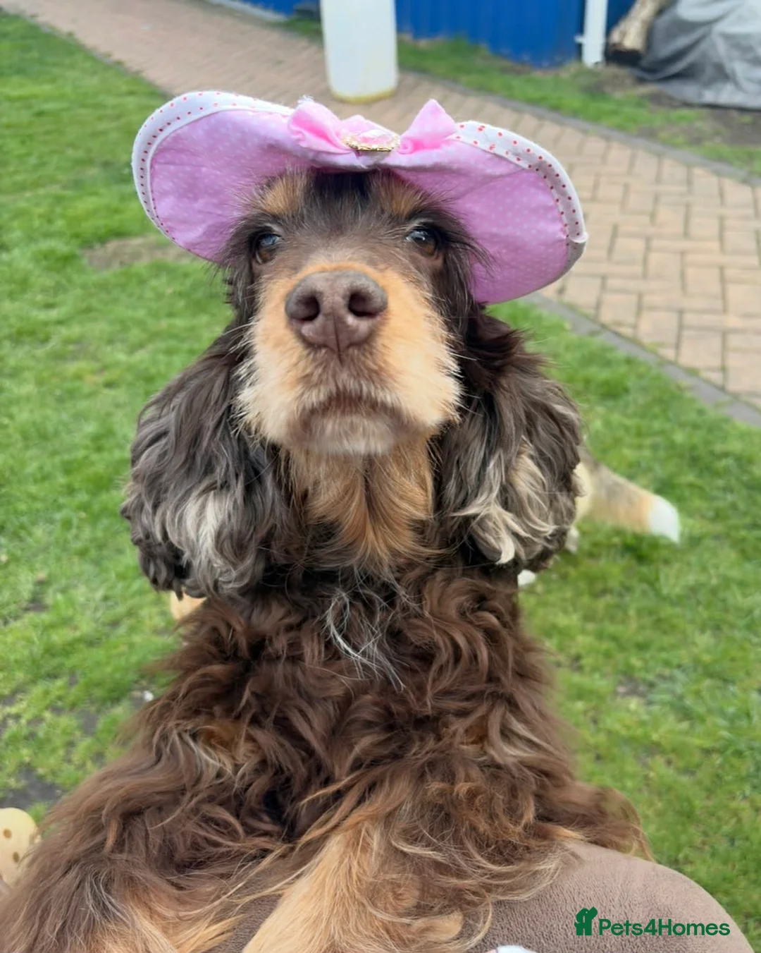 Cocker Spaniel dogs for sale: Beautiful show cocker spaniel  - Advert 4