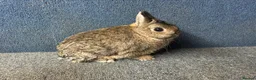 Netherland Dwarf rabbits for sale: Netherland Dwarf  Adults for sale  - Advert 3