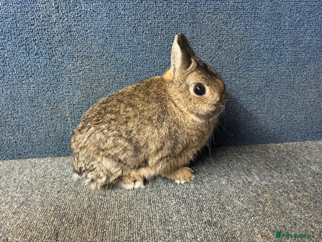 Netherland Dwarf rabbits for sale: Netherland Dwarf  Adults for sale  - Advert 3