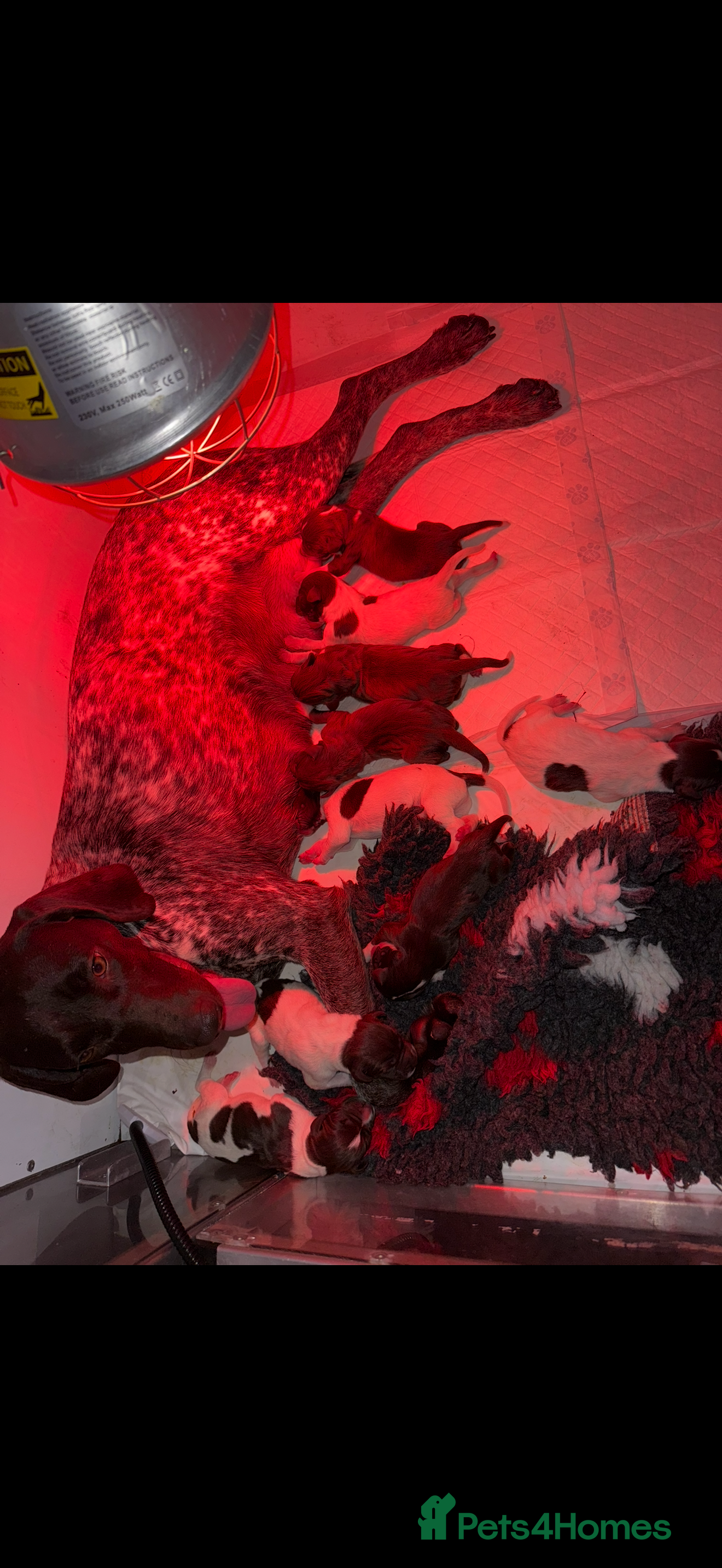 German Shorthaired Pointer dogs 🌼German shorthaired pointer puppies 🌼 - Advert 1