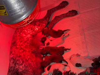 German Shorthaired Pointer dogs 🌼German shorthaired pointer puppies 🌼 - Advert 10