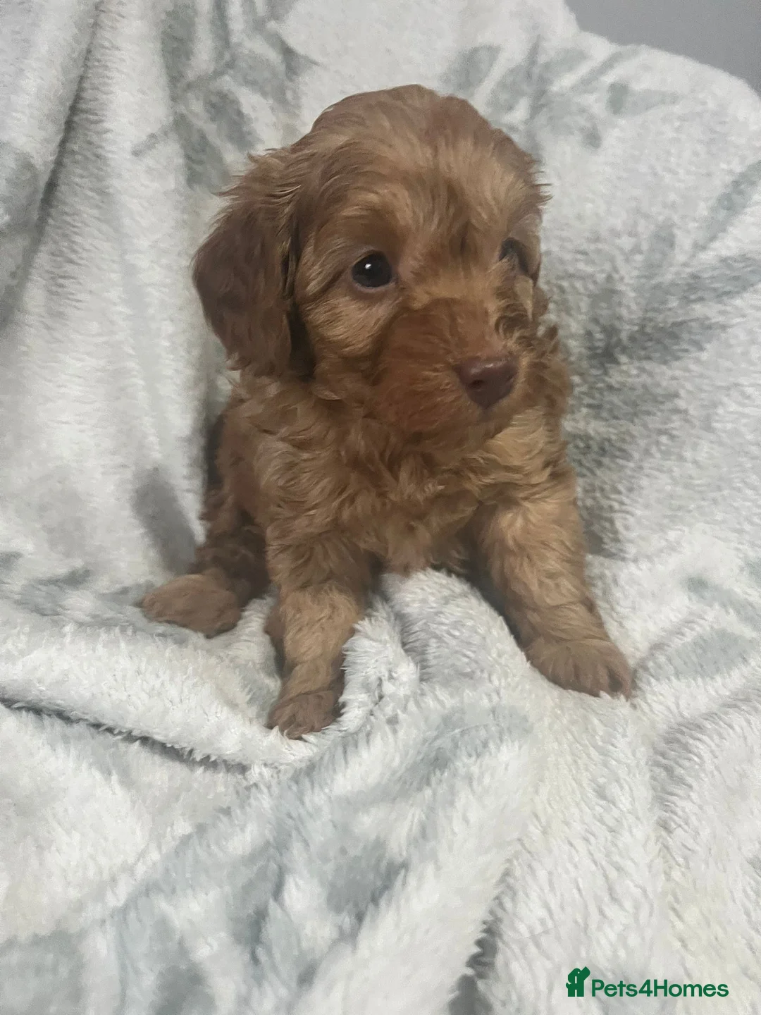 Cavapoo dogs for sale: Adorable toy cavapoo puppies health tested  - Advert 12