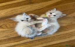 Ragdoll cats for sale: 😻 2 GORGEOUS RAGDOLL KITTENS 😻 - Image 11