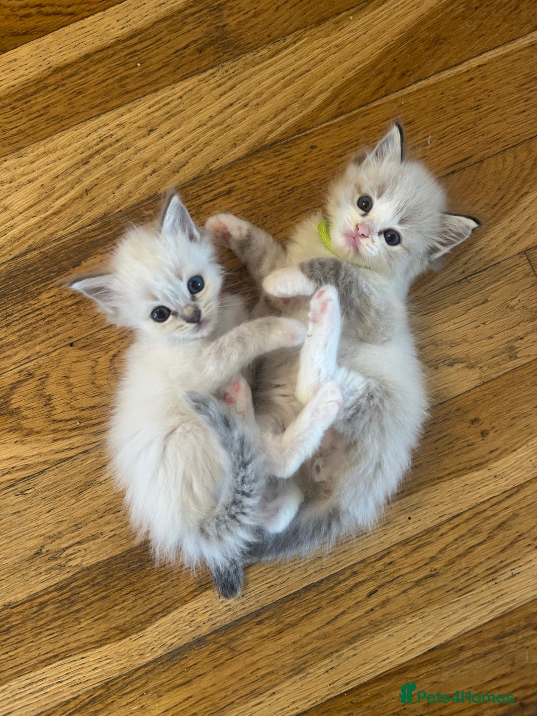 Ragdoll cats for sale: 😻 2 GORGEOUS RAGDOLL KITTENS 😻 - Image 11