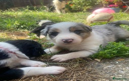 Border Collie dogs for sale: 6 Border Collie Pups for Sale ! - Image 7