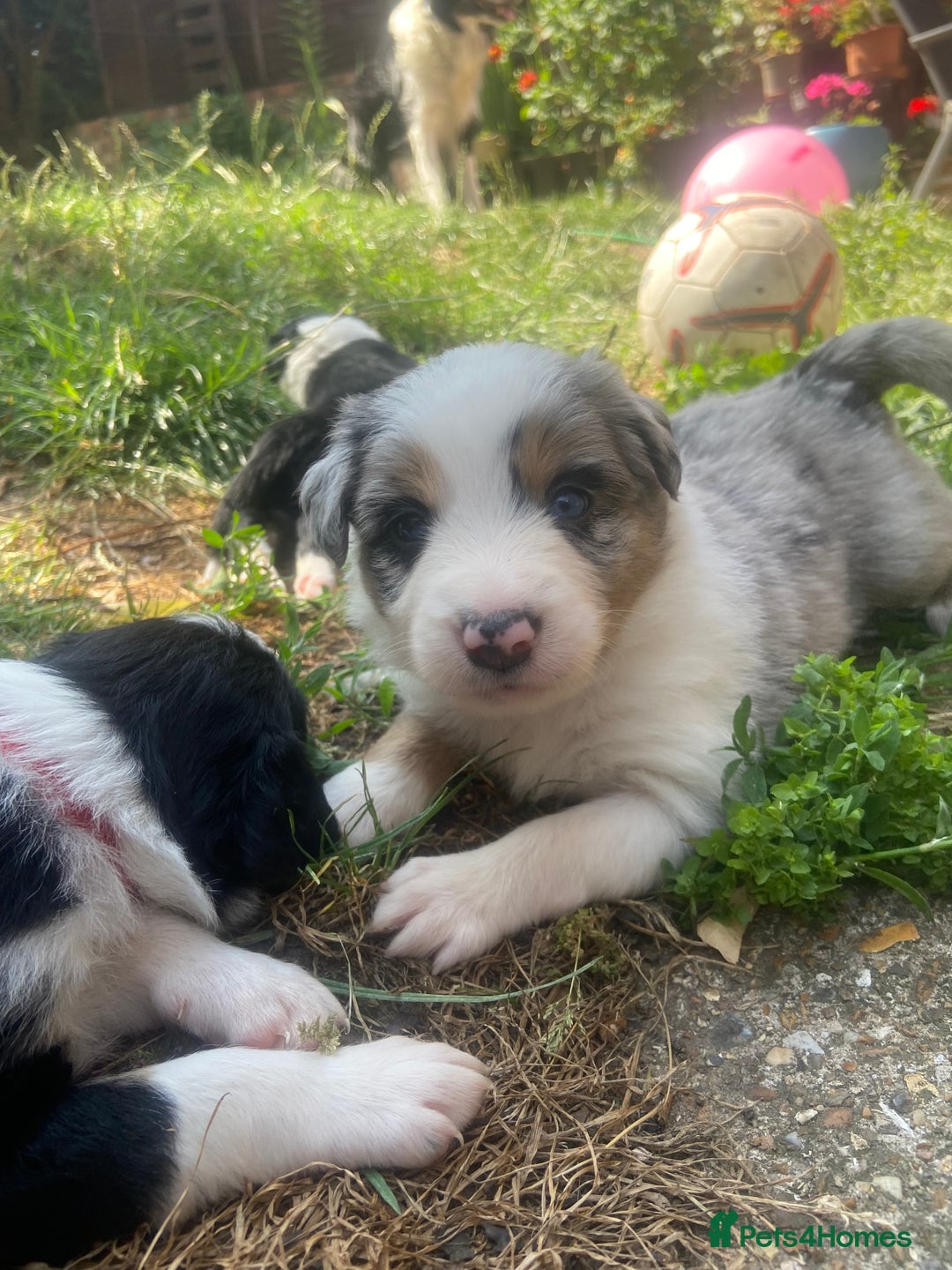 Border Collie dogs for sale: 6 Border Collie Pups for Sale ! - Image 7