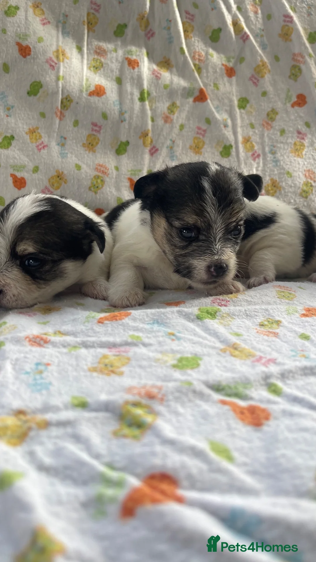 Mixed Breed dogs for sale: Litter of Sealyham cross cairn terrier puppies  - Advert 15