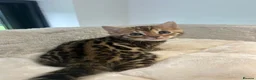 Bengal cats for sale: Stunning Bengal Boy  - Advert 5