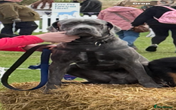 Cane Corso dogs for sale: 7 months old male Cane Corso - Image 2