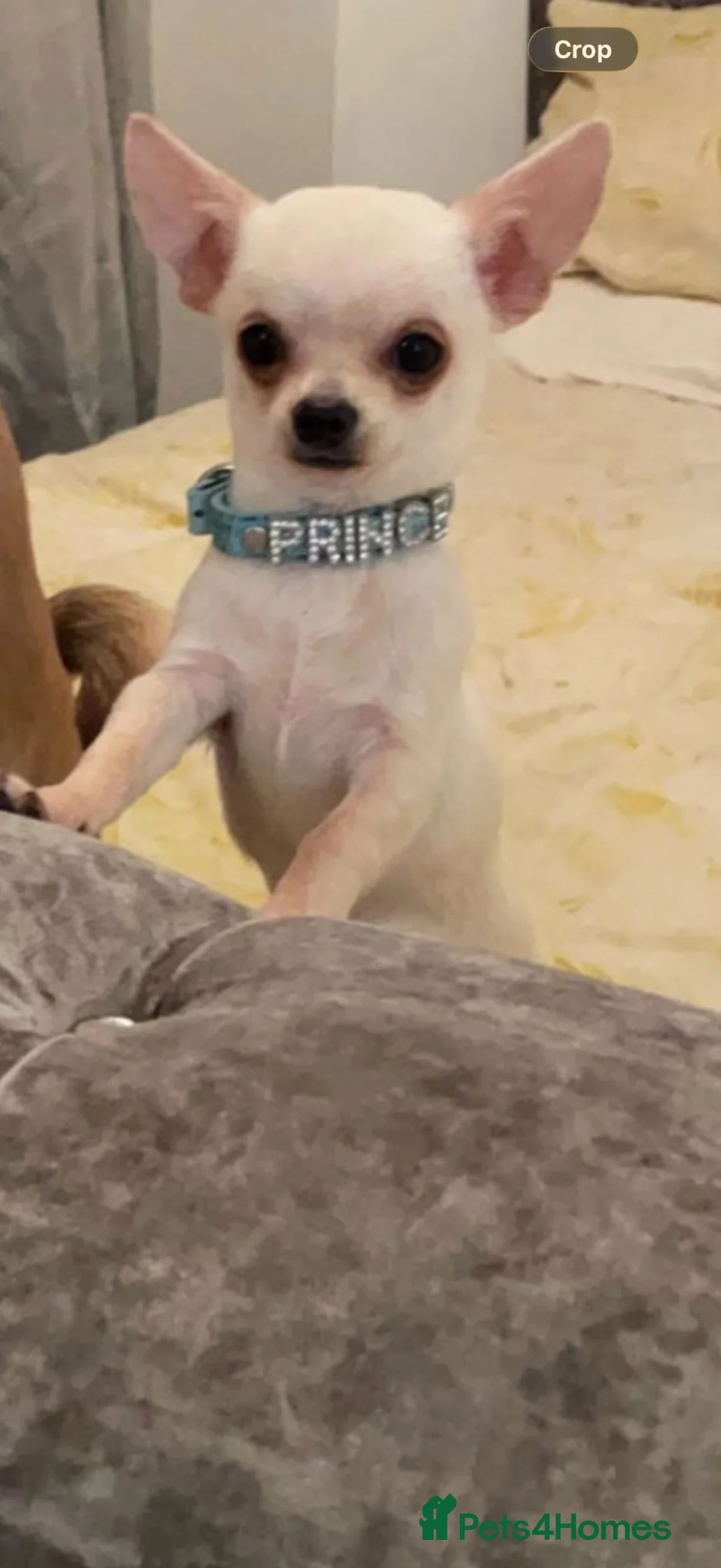 Chihuahua dogs for sale:  ** s  apple heads chihuahuas  in Evesham - Advert 2