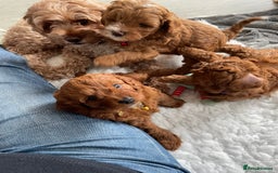 Cavapoo dogs for sale: Cavapoo Puppies  - Image 7