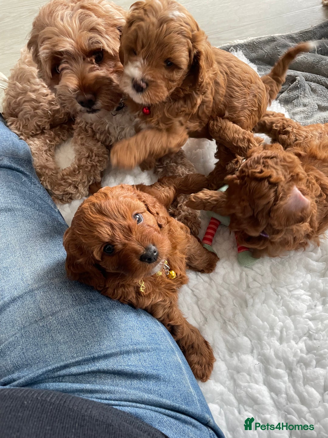 Cavapoo dogs for sale: Cavapoo Puppies  - Image 7