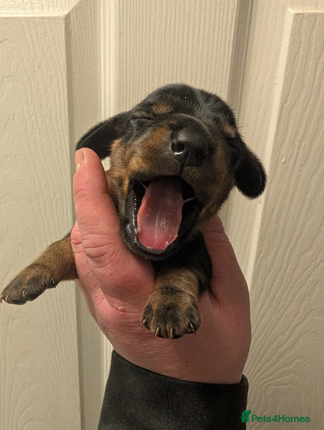 Dachshund dogs for sale: Dachshund puppies - Advert 8