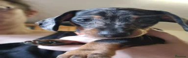 Dachshund Puppy 4