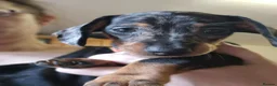 Dachshund dogs for sale: Dachshund  puppies - Advert 7