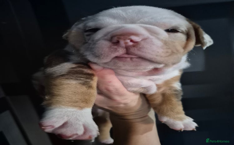 English Bulldog dogs - Advert 2