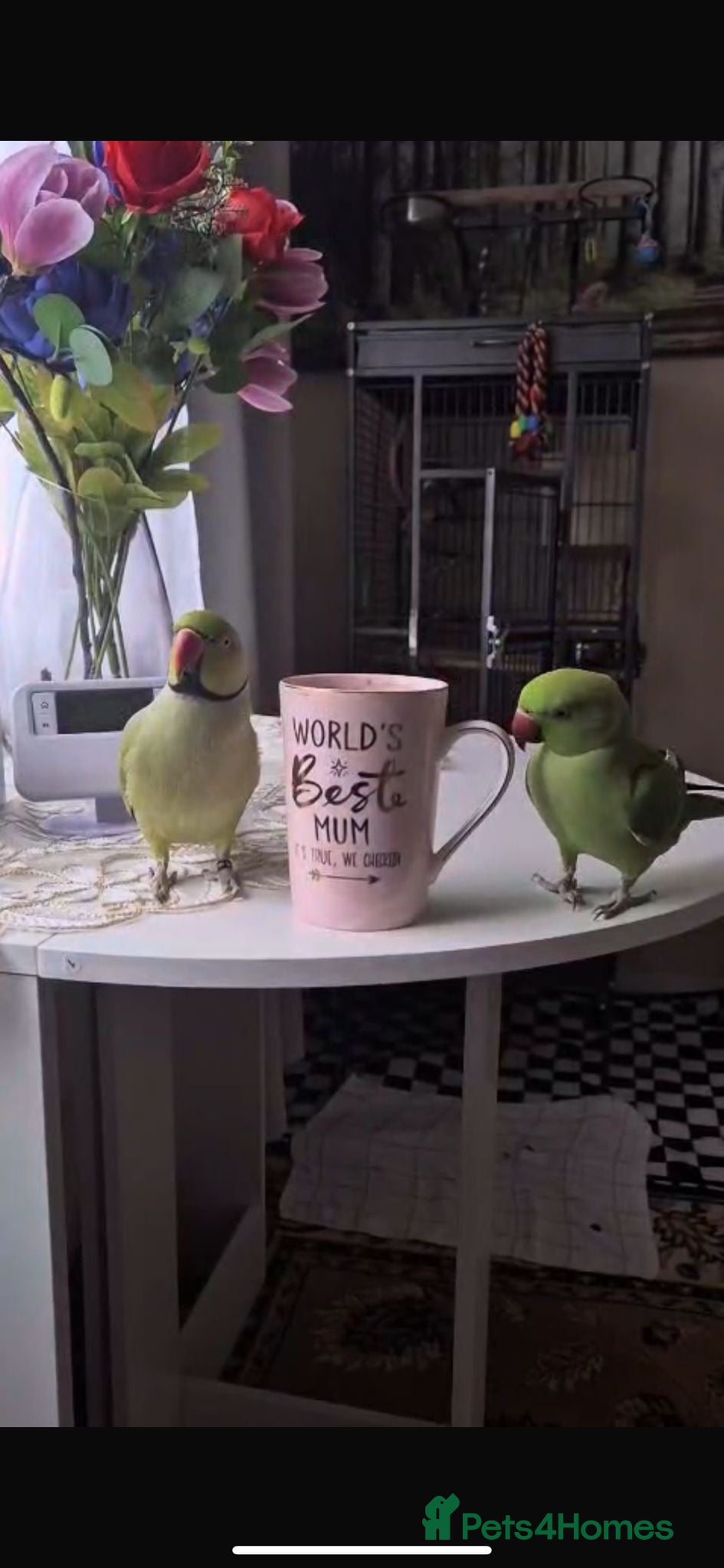 Ringnecks birds 2 ringneck parrots female and male  - Advert 4