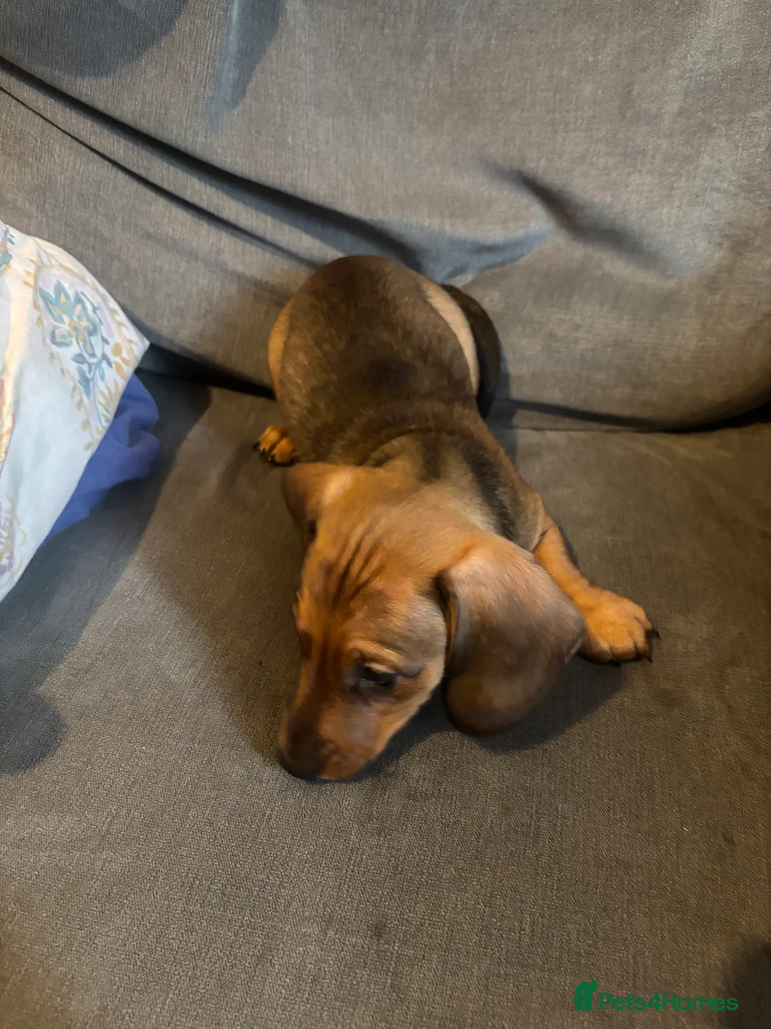 Miniature Dachshund dogs for sale: Last little boy left! Ready to go now!!  - Advert 3