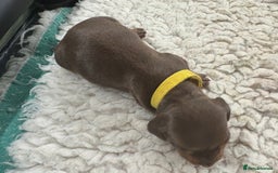 Miniature Dachshund dogs for sale: Miniature dachshund puppies  - Image 12