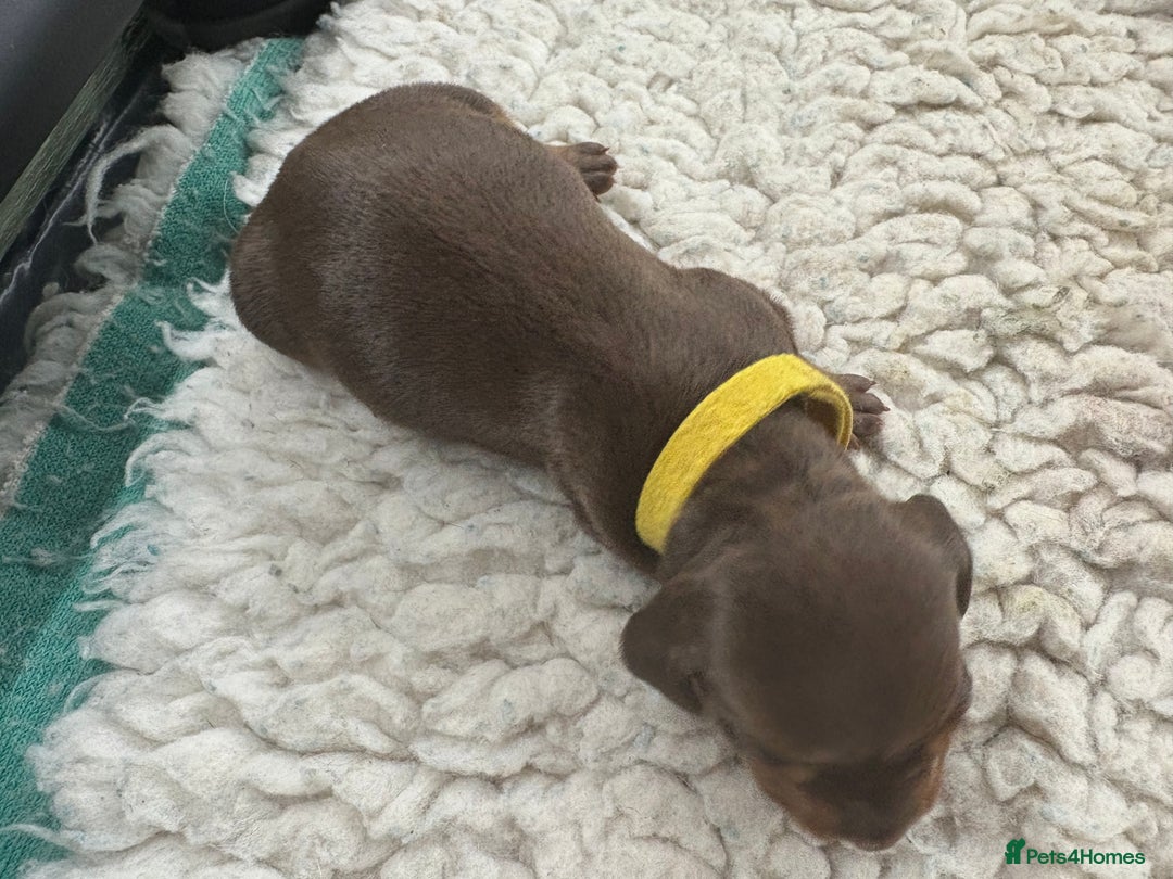 Miniature Dachshund dogs for sale: Miniature dachshund puppies  - Image 12