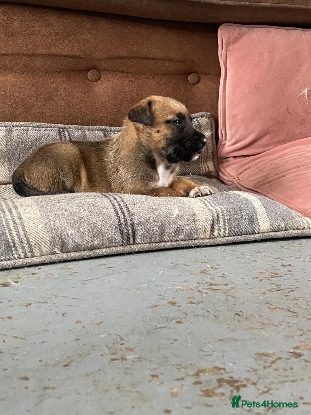 Mixed Breed dogs for sale: Mali cross  - Advert 21