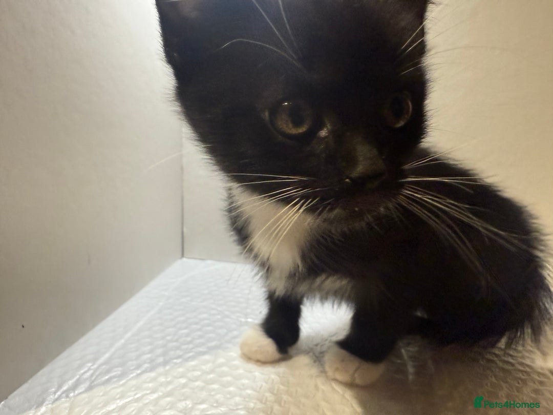 Korat cats for sale: Cute playful kittens ready for their new home 🖤🤍 - Advert 5