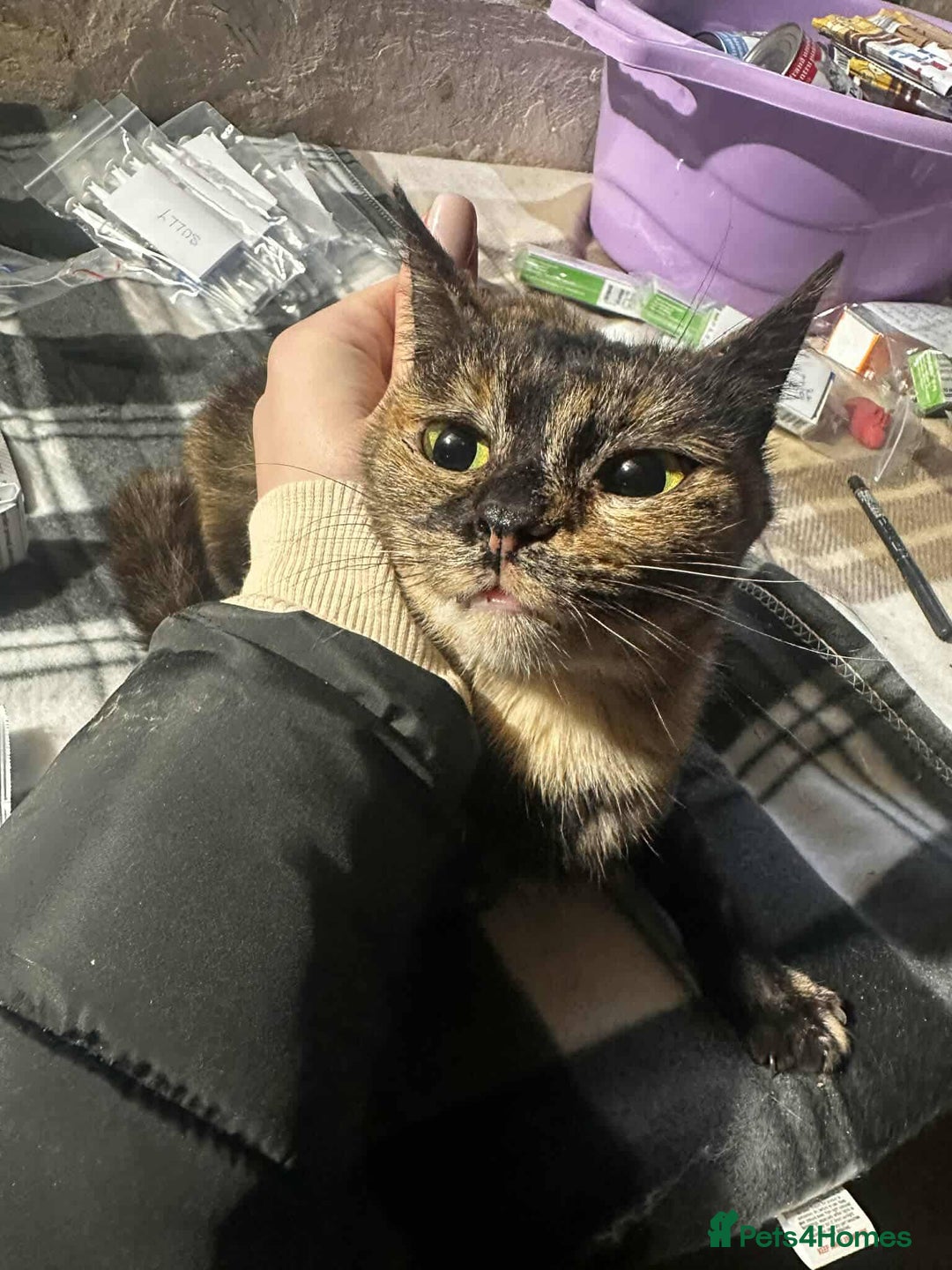 Mixed Breed cats for adoption: Mars for adoption - Advert 5