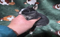 Netherland Dwarf rabbits for sale: Beautiful Baby Netherland dwarfs  - Image 5