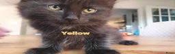 Mixed Breed cats for sale: 4 mixed breed main coon/ bengal boys - Advert 5