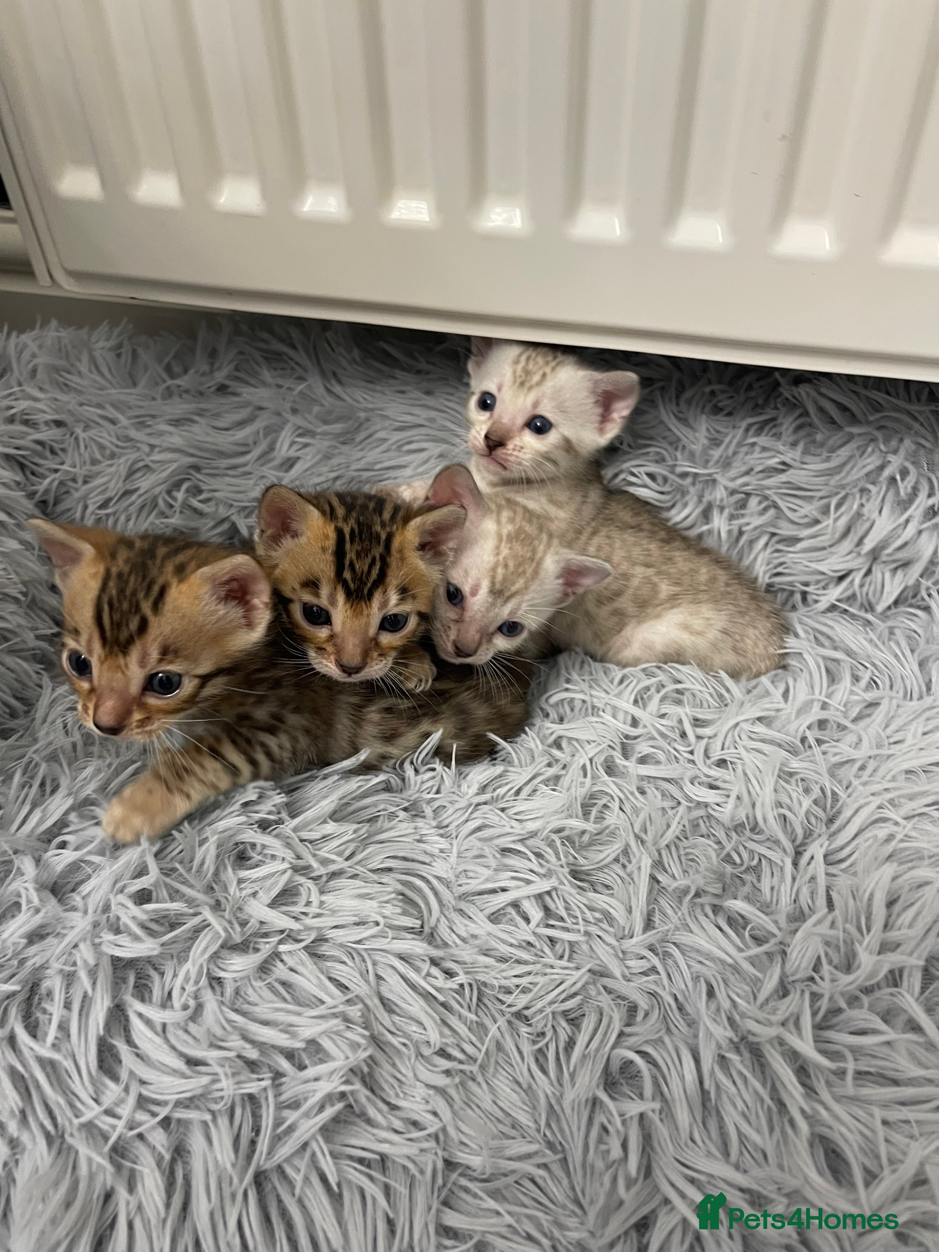 Bengal cats Bengal kittens for sale - Advert 5