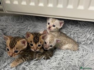 Bengal cats Bengal kittens for sale - Advert 14