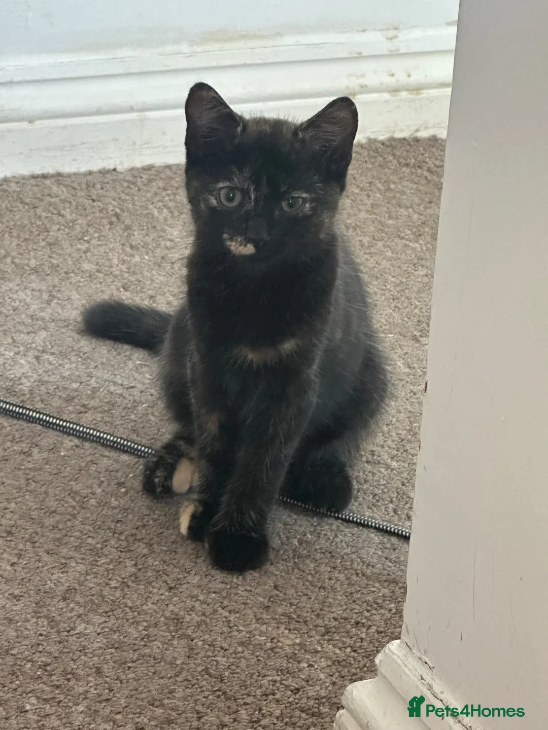 British Shorthair cats for sale: Kittens for sale  - Advert 1