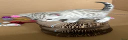 Bengal cats for sale: Stunning Snow Bengal Kittens for Sale  - Advert 10