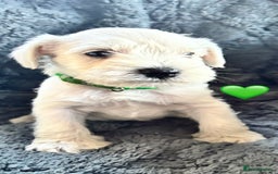 Miniature Schnauzer dogs for sale: Miniature Schnauzer Pups (White & Salt’n’Pepper) - Image 7