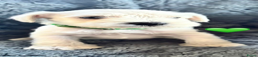 White Miniature Schnauzer Puppy (Green)