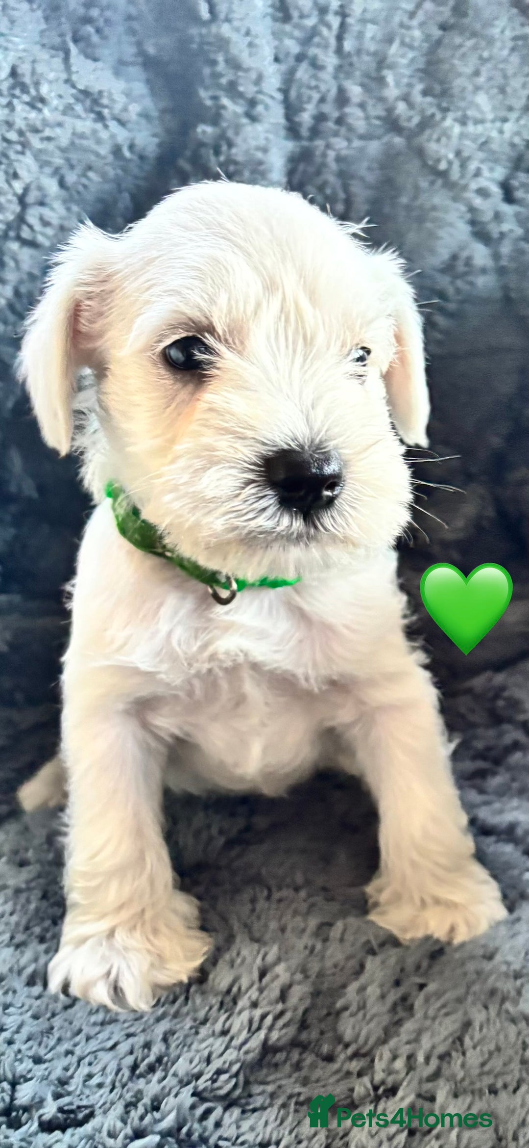 Miniature Schnauzer dogs for sale: Miniature Schnauzer Pups (White & Salt’n’Pepper) - Image 7