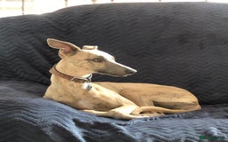 Whippet dogs for sale: Adorable home bred KC whippets - Image 3