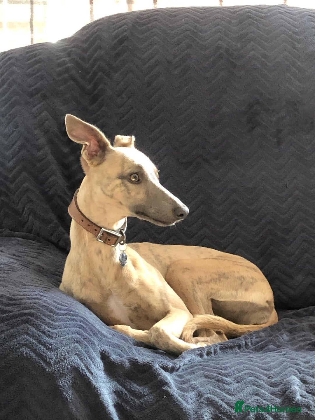 Whippet dogs for sale: Adorable home bred KC whippets - Image 3