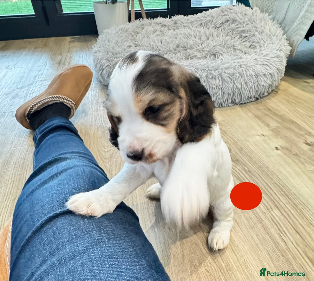 Cocker Spaniel dogs for sale: Fantastic Show / Working Cocker Spaniels - Advert 25