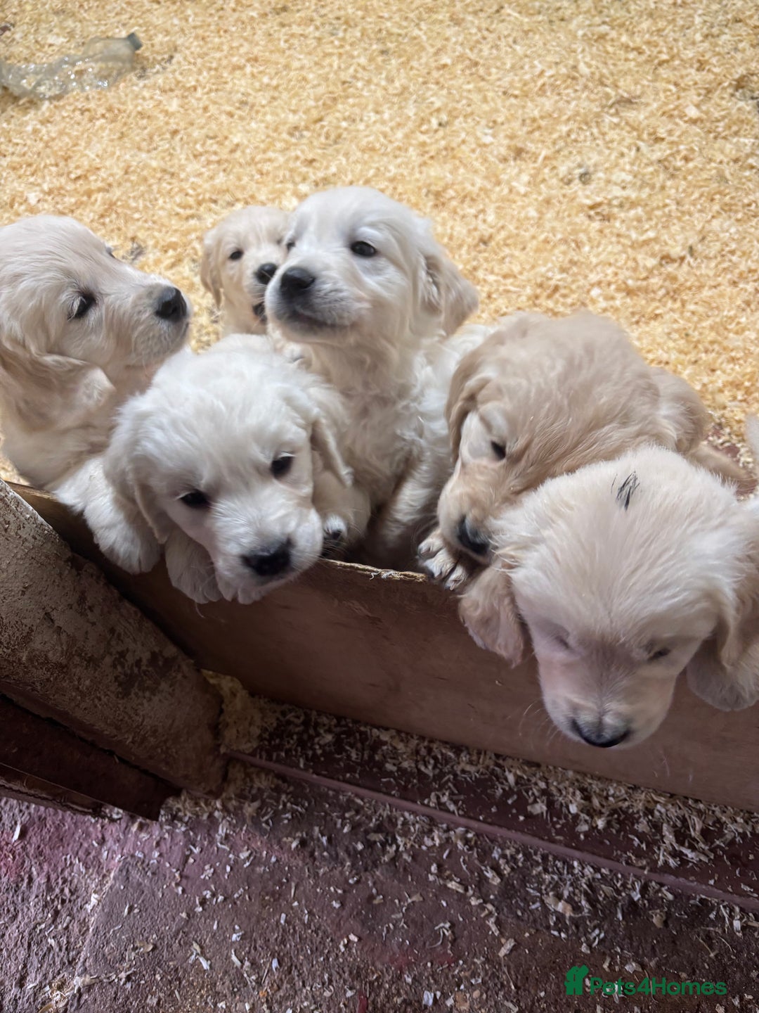 Golden Retriever dogs for sale: golden retriever - Advert 1