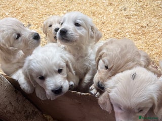 Golden Retriever dogs golden retriever - Advert 2