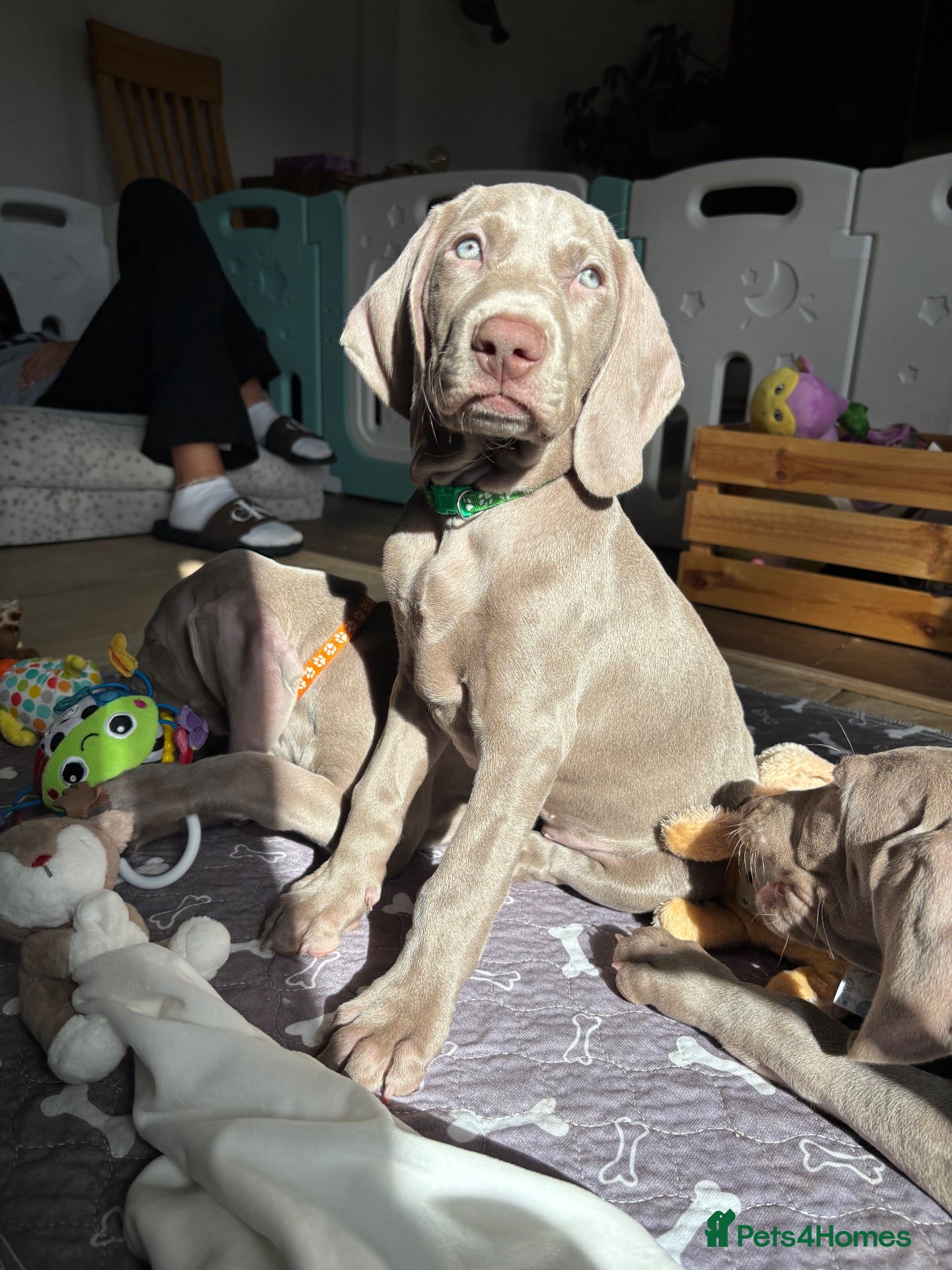Weimaraner dogs 🥰🩷4 KC girls🩷 ready for their forever homes  - Advert 1