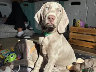 Weimaraner dogs 🥰🩷4 KC girls🩷 ready for their forever homes - Advert 5