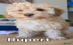 Cockapoo dogs for sale: Cockapoo puppies born 16/4/2025 in Dewsbury - Image 3