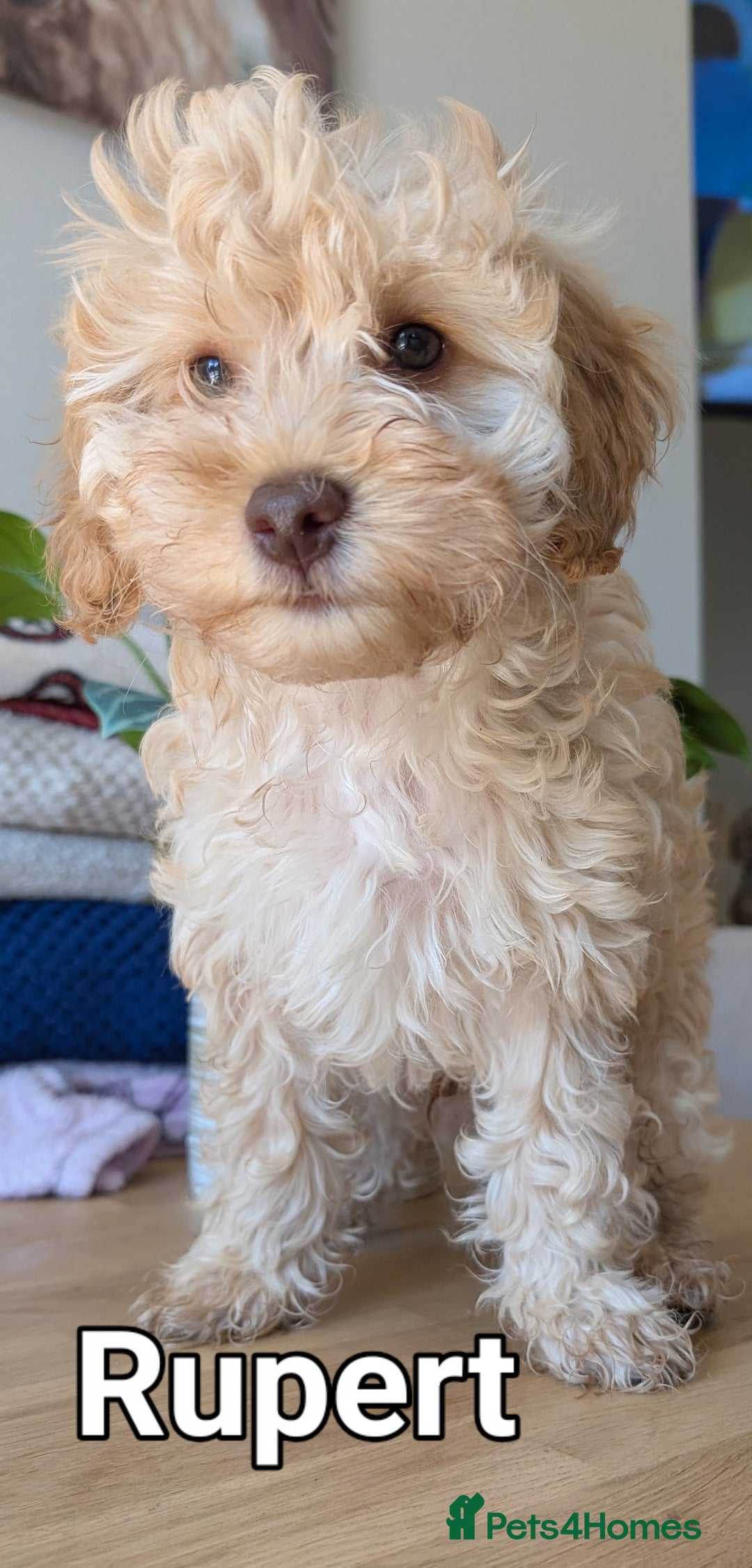 Cockapoo dogs for sale: Cockapoo puppies born 16/4/2025 in Dewsbury - Image 3