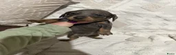 Dachshund dogs for sale: Beautiful dachshund puppies  - Advert 16