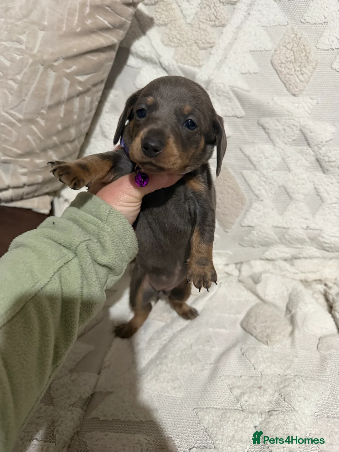 Dachshund dogs for sale: Beautiful dachshund puppies  - Advert 16